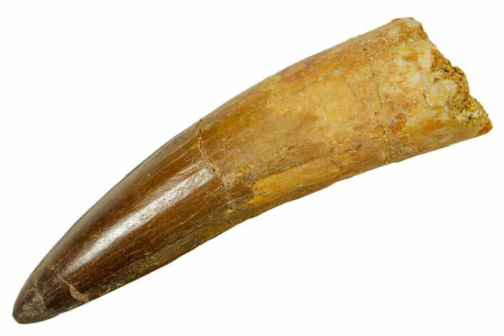 Fossil Spinosaurus Tooth - Real Dinosaur Tooth #373713